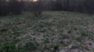 Шикарная охота на вальдшнепа , в Ленинградской области 2024