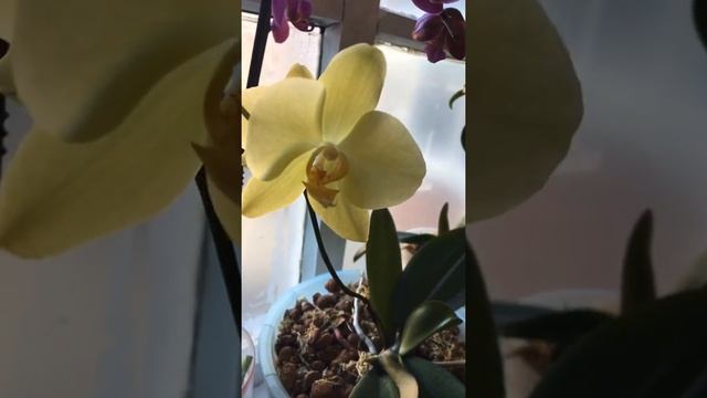 Цветы для настроения🥰! Фаленопсис😍 Орхидея😍 #ВиленаЦветкова