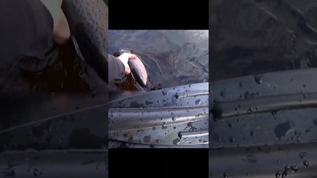 Одна за одной#fishingvideo  #рыбалка #fish