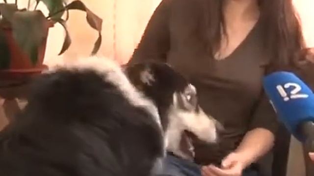 Крошка-Барошка или история про то как не было бы счастья да несчастье помогло.