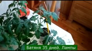 Недорогая подсветка для толстой рассады. Подробно.