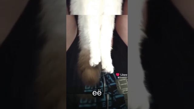 #кот #куплинов