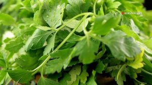 Как Посадить Петрушку на Зиму | Ошибки и Советы 🌱