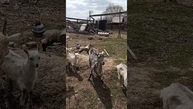 Козочка бегает с ведром на шее. Залезла в ведро, а снять не может – пришлось помочь. Юмор в деревне