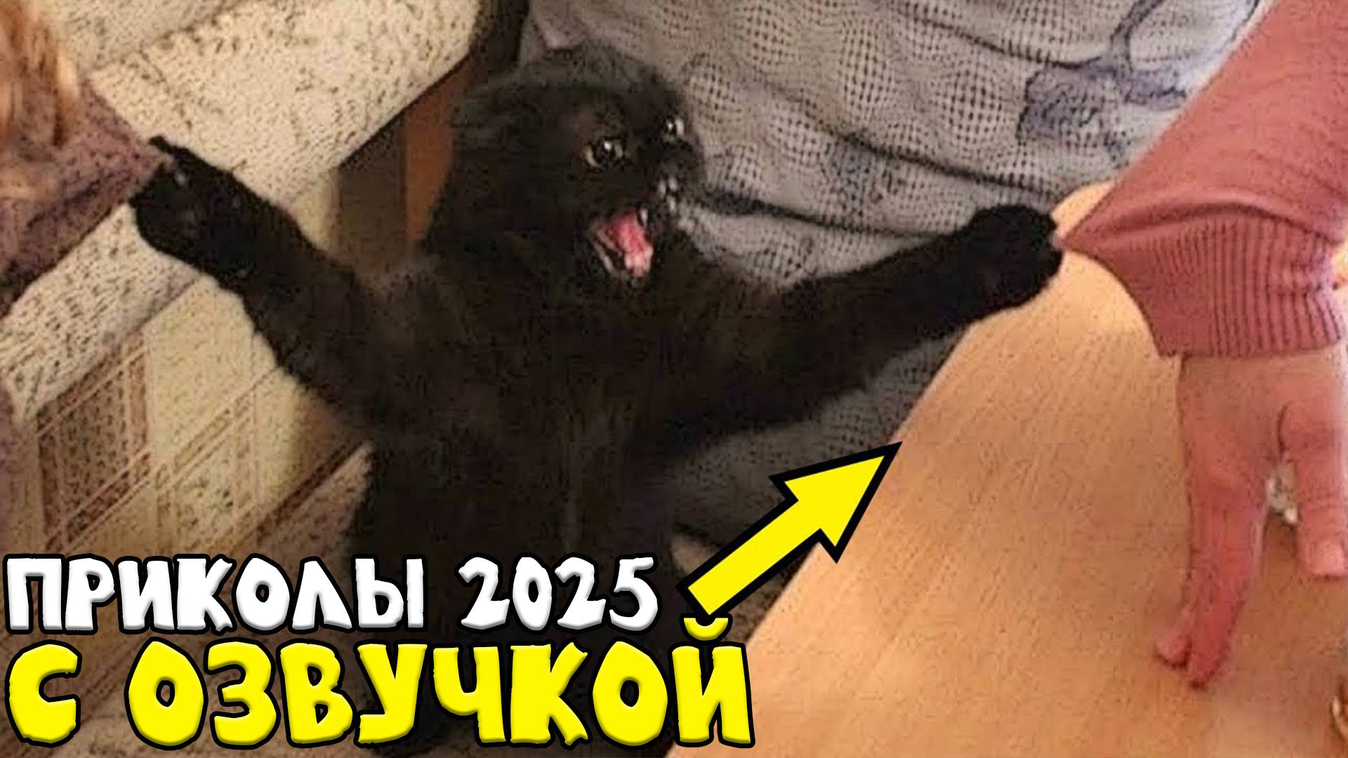 Приколы с котами! С ОЗВУЧКОЙ!!! - Смешные коты! Самые смешные животные!