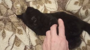 Котенок чёрный шотландский в ожидании владельцев.