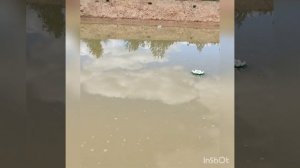 Приманить насекомых к пруду в виде корма для рыб