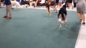 выставка русских псовых борзых
