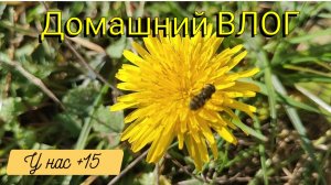 Домашний ВЛОГ 🫶🏼 У нас +15🌞 Новые черевички 👢 Альфа шкода 🐕🦺