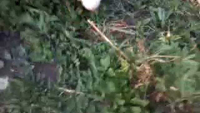 Гусь и утя ^.^ смотреть онлайн