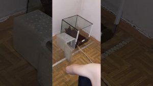 Уборка у птицееда пецилотерия орната