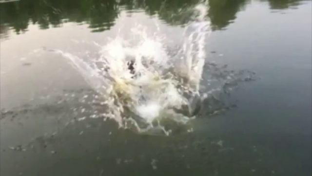 Супер прыжки лабрадора/ Labrador's super jumps смотреть онлайн