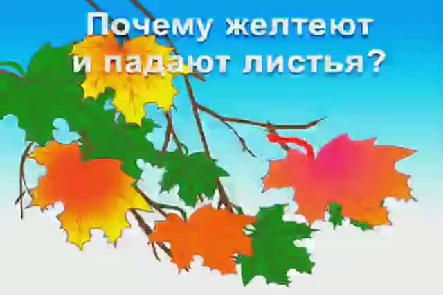 Почему желтеют и опадают листья / осенние изменения в природе