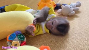 Baby monkey Tina helps mom make delicious dumplings