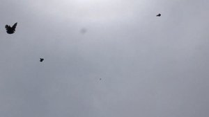 Полегон для Николаевских голубей!