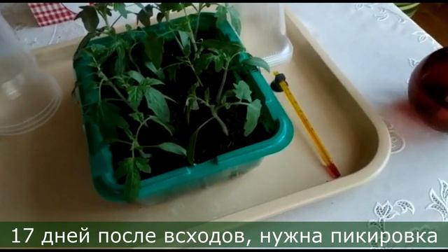 РАССАДА 2021 Мои итоги тестирования  грунта