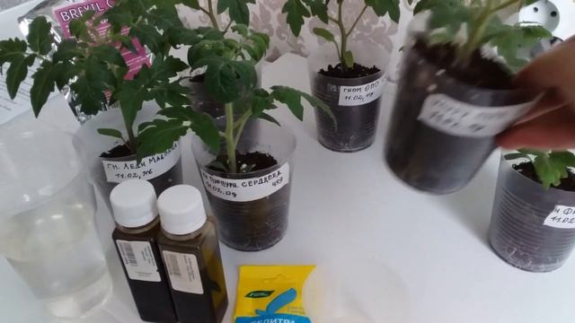 Моя любимая подкормка