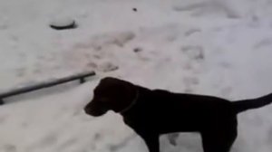 Лай Лабрадора =)