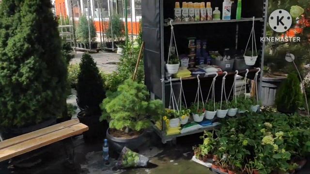 Хороший бизнес, перепродажа саженцев клубники смотреть онлайн