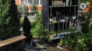 Хороший бизнес, перепродажа саженцев клубники