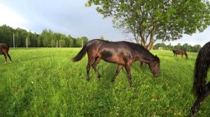 Лошади на пастбище