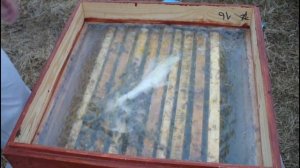 Расширение пчелиных семей. Контроль кормов перед похолоданием.