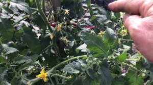 Что делать, если появился третий ствол у томата? Как формировать томат?