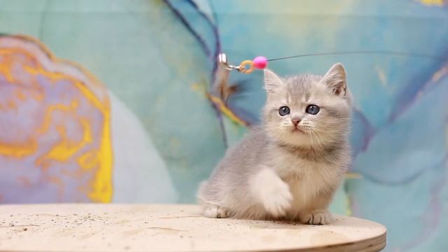 Британские котята,золотые шиншиллы.