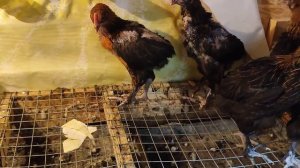 Выгодно ли выращивать бройлеров? Часть 1