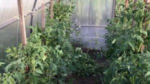 Обязательно проверяйте листья томатов во время пасынкования и подвязки!