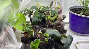 Какие же растения хорошо укореняются в воде?
Фумигатор действительно помогает справиться с мушками!