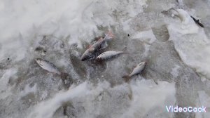 Зимняя рыбалка на речке Майзас. 02.01.2025 г.  Кыштовка