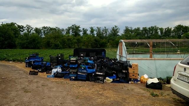 сбор ягоды и реализация в самом разгаре) смотреть онлайн