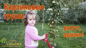 Карликовые груши. Невозможное - возможно.