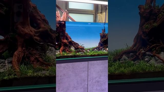 Как Вам идея посадить стайку пигмеев❓❤️ #аквариум #аквариумдома #fishtank #аквариумныерыбки #fish смотреть онлайн