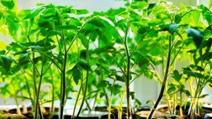 Сколько рассады посадить? От чего зависит урожай томатов.