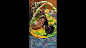 МНОГО ЛИ ДЕТЯМ НАДО