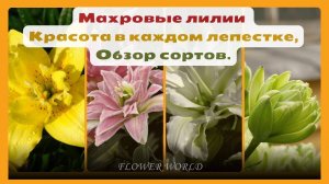 Махровые лилии - Красота в каждом лепестке, Обзор сортов.💐