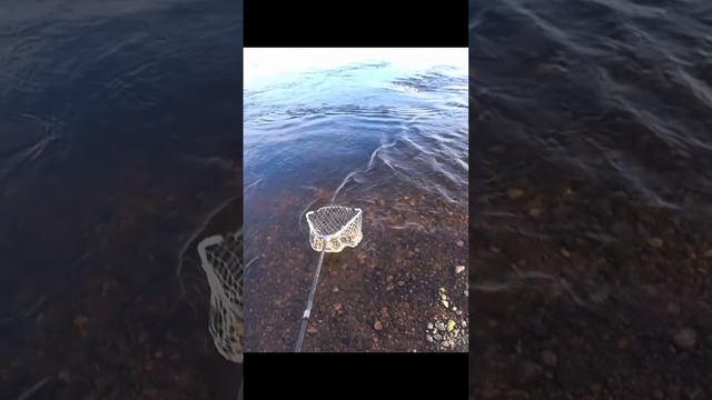 небольшая кумжа с берега #fishing #рыбалка