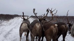 Мы поедем, мы помчимся на оленях утром ранним.