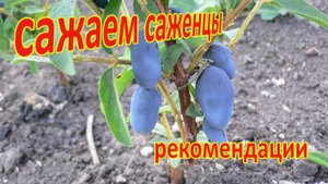 Сажаем плодовые дервья и кустарники. Питомник Долбня.
