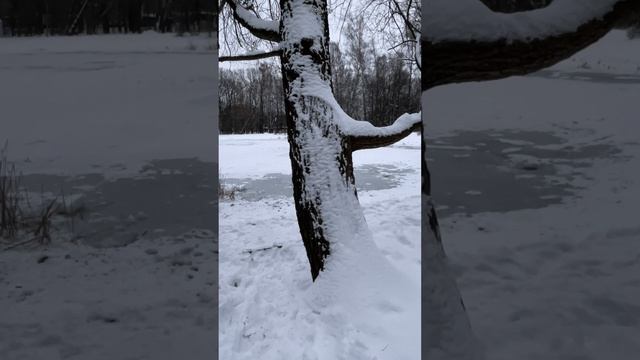 Только предположение #земнойирий #сокольники #собачийпруд #магическоедерево