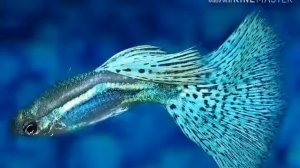 Лучшие лабиринтовые рыбки