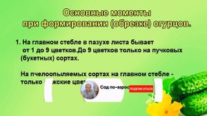 Как формировать огурцы. Схема формирования. Начинающим.