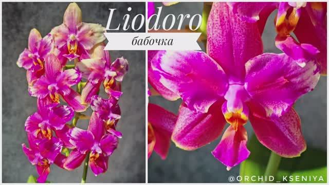 Phal. Liodoro бабочка в домашнем цветении 🌺 Яркий ароматный фаленопсис из Голландии | Обзор