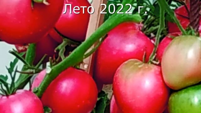 Подготовка семян к посеву.   Строго обязательно.