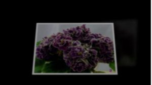 В.Ободзинский. Фиалки Мои клипы.