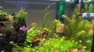 аквариум Eheim Vivaline Led 240