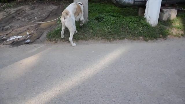 Алабай из Троицкого смотреть онлайн