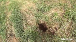 копаем металл с металлоискателем . хорошие находки ещё есть